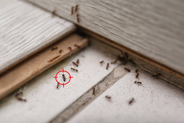 Pest Control Cost in New Boston, OH