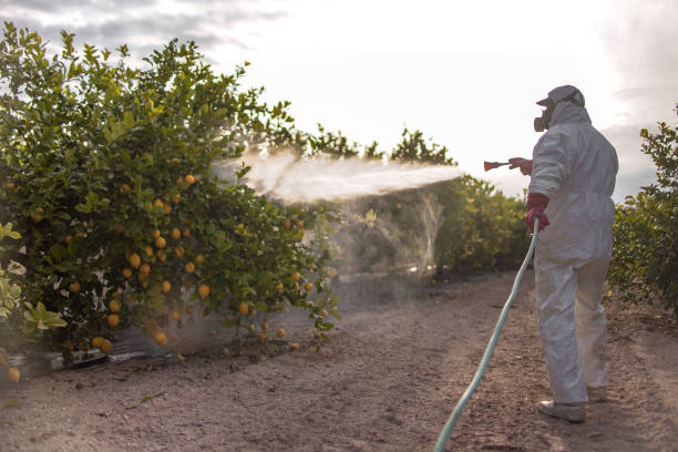 Best Ant Control Services  in New Boston, OH