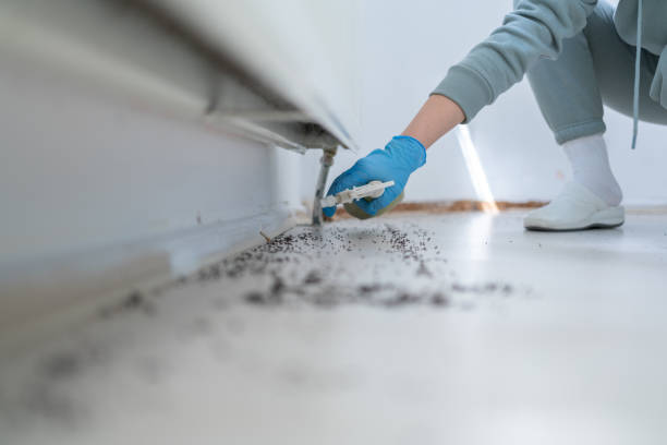Professional Pest Control in New Boston, OH